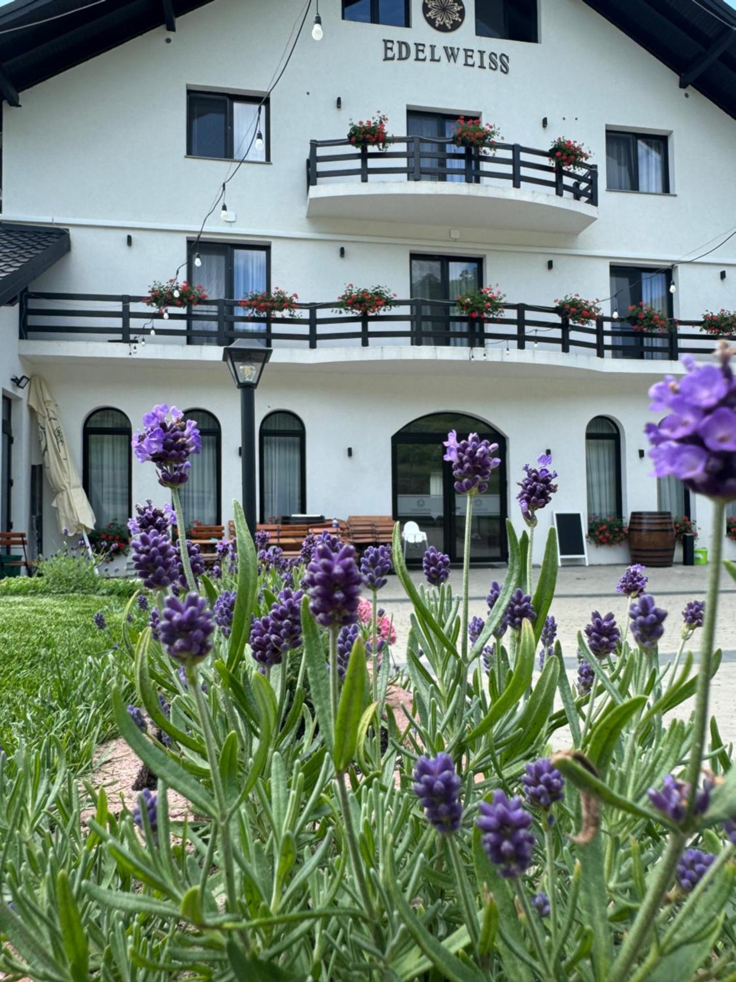 Hotel Evenimente Edelweiss Bogdan Vodă Exterior foto